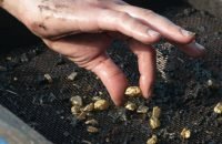 Sifting soil in water through the grate in search of gold concept.